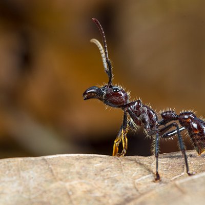 A black ant with yellow front legs and its head raised on a dry, brown leaf